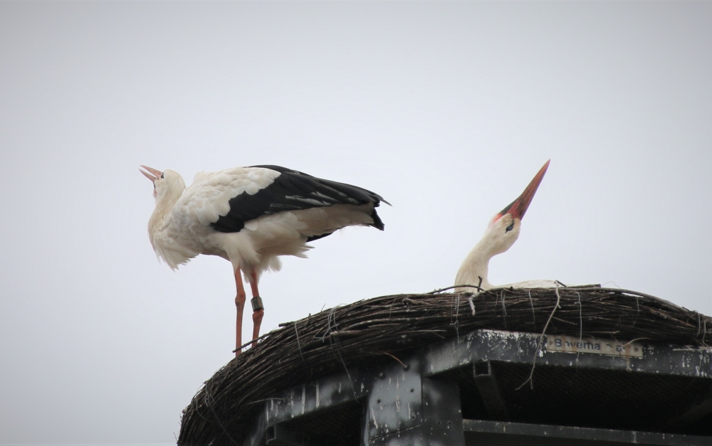 Ooievaars op het nest